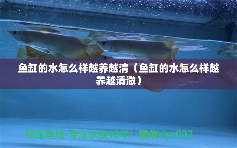 魚缸的水怎么樣越養(yǎng)越清（魚缸的水怎么樣越養(yǎng)越清澈） 觀賞魚市場（混養(yǎng)魚）