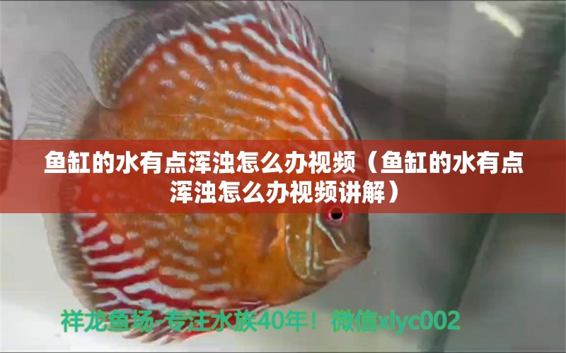 魚(yú)缸的水有點(diǎn)渾濁怎么辦視頻（魚(yú)缸的水有點(diǎn)渾濁怎么辦視頻講解）