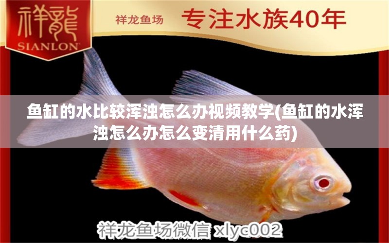 魚缸的水比較渾濁怎么辦視頻教學(xué)(魚缸的水渾濁怎么辦怎么變清用什么藥) 飛鳳魚