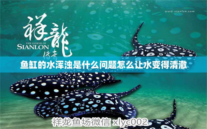 魚缸的水渾濁是什么問題怎么讓水變得清澈 名貴錦鯉魚 第2張