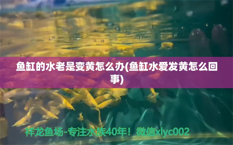 魚(yú)缸的水老是變黃怎么辦(魚(yú)缸水愛(ài)發(fā)黃怎么回事) 其他品牌魚(yú)缸