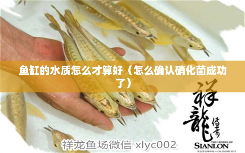 魚缸的水質(zhì)怎么才算好（怎么確認(rèn)硝化菌成功了）