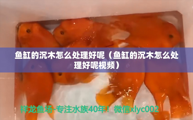 魚缸的沉木怎么處理好呢（魚缸的沉木怎么處理好呢視頻） 其他品牌魚缸