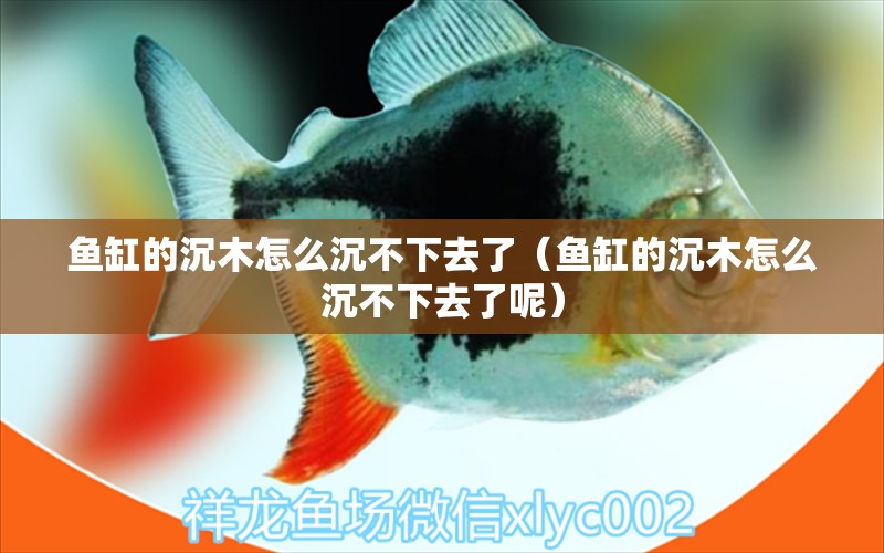 魚缸的沉木怎么沉不下去了（魚缸的沉木怎么沉不下去了呢） 其他品牌魚缸