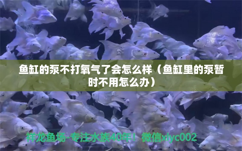 魚缸的泵不打氧氣了會(huì)怎么樣（魚缸里的泵暫時(shí)不用怎么辦）