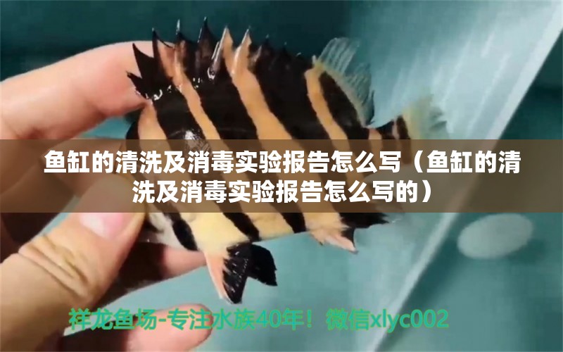 魚缸的清洗及消毒實驗報告怎么寫（魚缸的清洗及消毒實驗報告怎么寫的） 薩伊藍魚