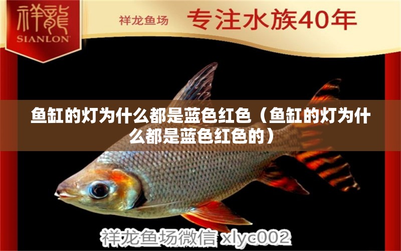 魚(yú)缸的燈為什么都是藍(lán)色紅色（魚(yú)缸的燈為什么都是藍(lán)色紅色的）