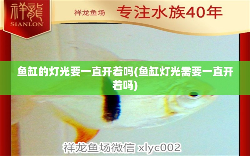 魚缸的燈光要一直開著嗎(魚缸燈光需要一直開著嗎)