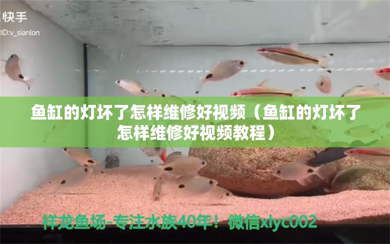 魚缸的燈壞了怎樣維修好視頻（魚缸的燈壞了怎樣維修好視頻教程）