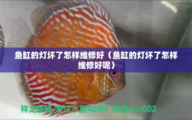 魚缸的燈壞了怎樣維修好（魚缸的燈壞了怎樣維修好呢） 哥倫比亞巨暴魚苗