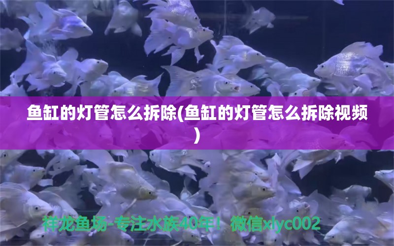 魚缸的燈管怎么拆除(魚缸的燈管怎么拆除視頻) 南美異型魚