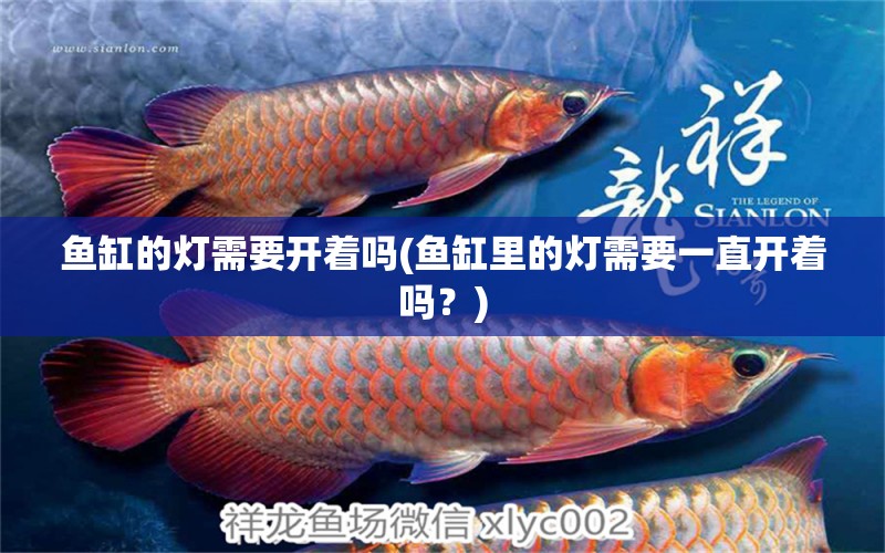 魚缸的燈需要開著嗎(魚缸里的燈需要一直開著嗎？)