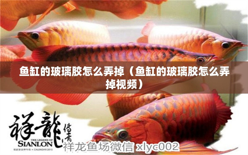 魚缸的玻璃膠怎么弄掉（魚缸的玻璃膠怎么弄掉視頻） 祥龍水族醫(yī)院