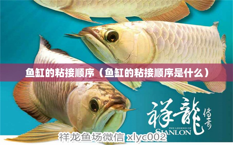 魚缸的粘接順序（魚缸的粘接順序是什么）