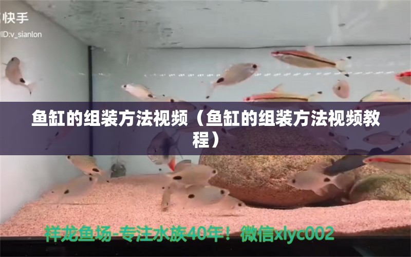 魚缸的組裝方法視頻（魚缸的組裝方法視頻教程）