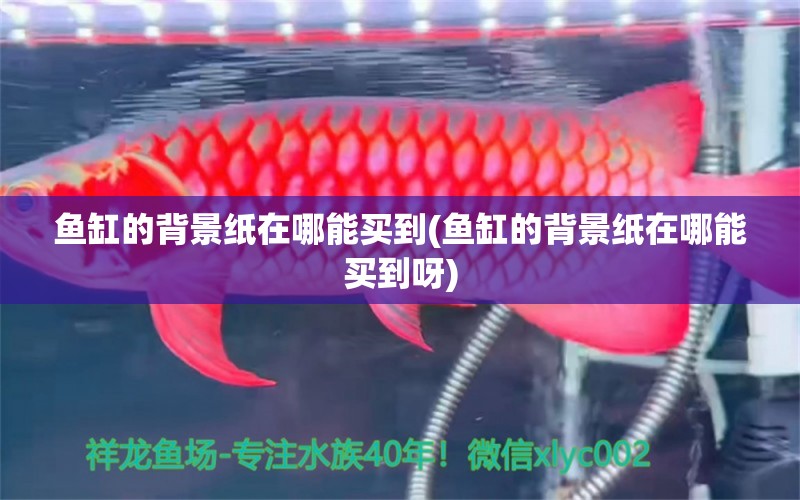 魚缸的背景紙?jiān)谀哪苜I到(魚缸的背景紙?jiān)谀哪苜I到呀) 短身紅龍魚