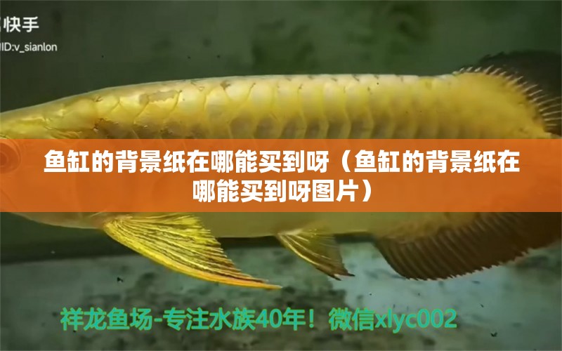 魚缸的背景紙?jiān)谀哪苜I到呀（魚缸的背景紙?jiān)谀哪苜I到呀圖片） 超血紅龍魚