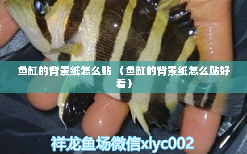 魚缸的背景紙怎么貼 （魚缸的背景紙怎么貼好看） 南美異形觀賞魚 第1張