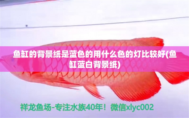 魚缸的背景紙是藍(lán)色的用什么色的燈比較好(魚缸藍(lán)白背景紙) 白子關(guān)刀魚