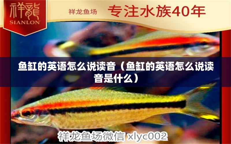 魚缸的英語怎么說讀音（魚缸的英語怎么說讀音是什么）