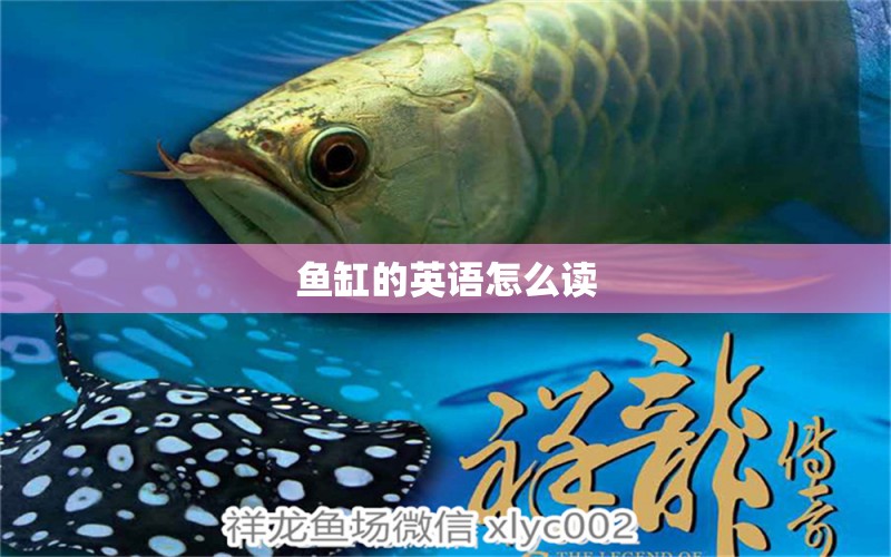 魚缸的英語怎么讀 觀賞魚