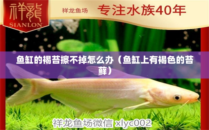 魚(yú)缸的褐苔擦不掉怎么辦（魚(yú)缸上有褐色的苔蘚） 廣州觀賞魚(yú)批發(fā)市場(chǎng)