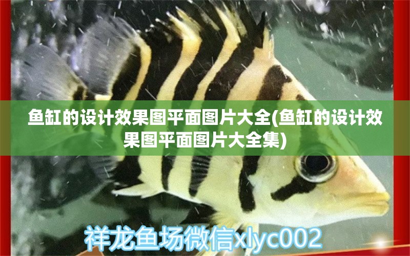 魚缸的設計效果圖平面圖片大全(魚缸的設計效果圖平面圖片大全集) 白條過背金龍魚