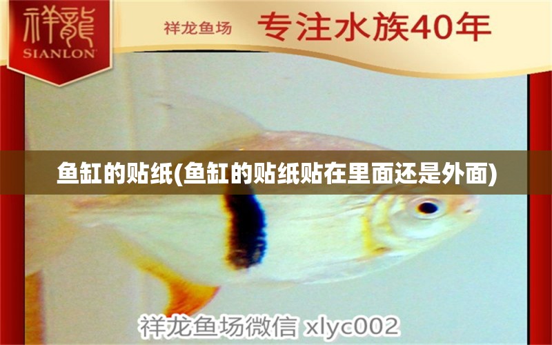 魚缸的貼紙(魚缸的貼紙貼在里面還是外面) 黃金夢幻雷龍魚