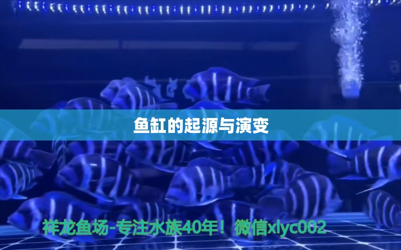 魚(yú)缸的起源與演變 斑馬鴨嘴魚(yú)