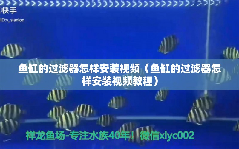 魚(yú)缸的過(guò)濾器怎樣安裝視頻（魚(yú)缸的過(guò)濾器怎樣安裝視頻教程）