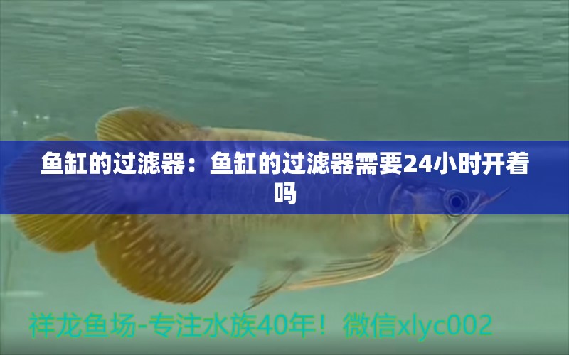 魚缸的過濾器：魚缸的過濾器需要24小時(shí)開著嗎