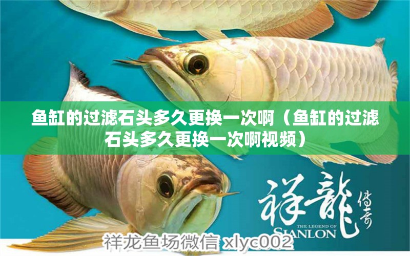 魚缸的過(guò)濾石頭多久更換一次?。~缸的過(guò)濾石頭多久更換一次啊視頻）