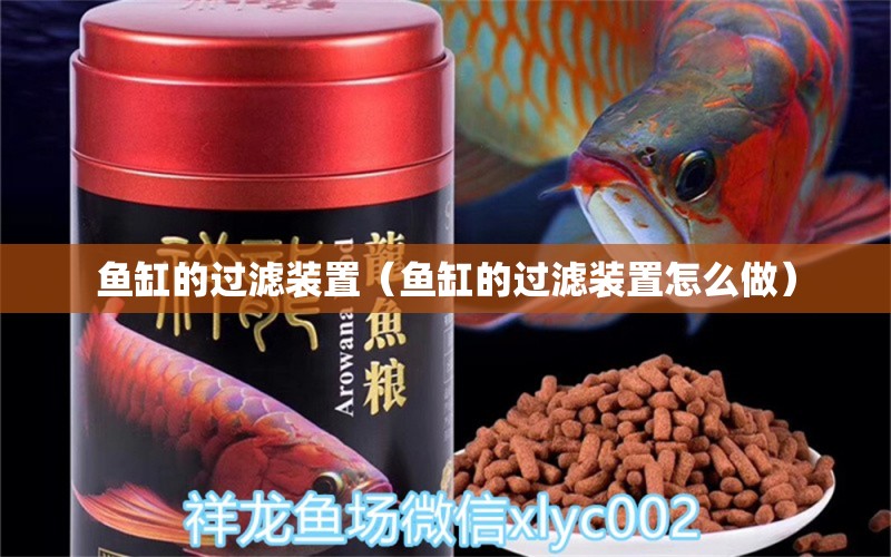 魚缸的過濾裝置（魚缸的過濾裝置怎么做） 泰國虎魚（泰虎）