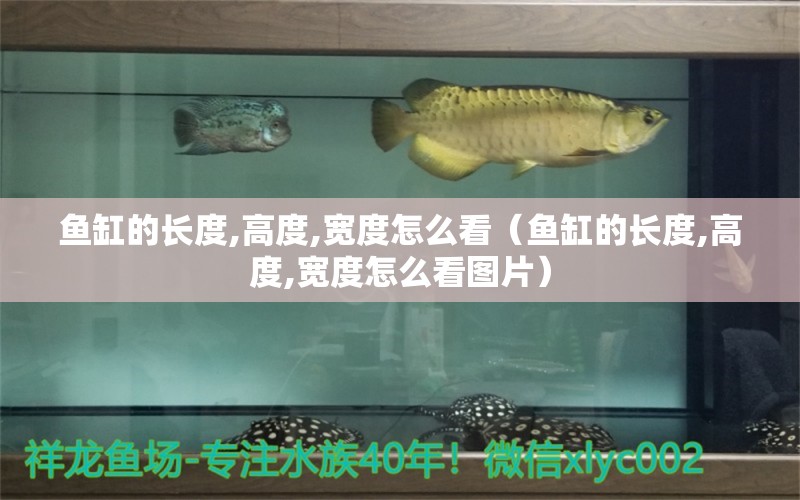 魚缸的長度,高度,寬度怎么看（魚缸的長度,高度,寬度怎么看圖片）