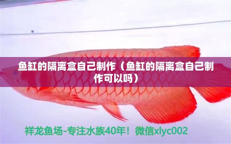 魚缸的隔離盒自己制作（魚缸的隔離盒自己制作可以嗎）