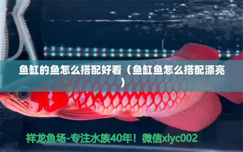 魚(yú)缸的魚(yú)怎么搭配好看（魚(yú)缸魚(yú)怎么搭配漂亮）