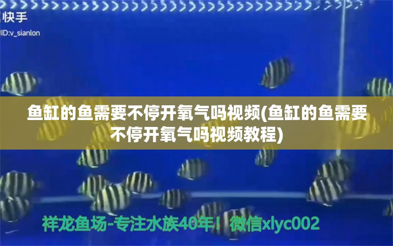 魚(yú)缸的魚(yú)需要不停開(kāi)氧氣嗎視頻(魚(yú)缸的魚(yú)需要不停開(kāi)氧氣嗎視頻教程) 古典過(guò)背金龍魚(yú)