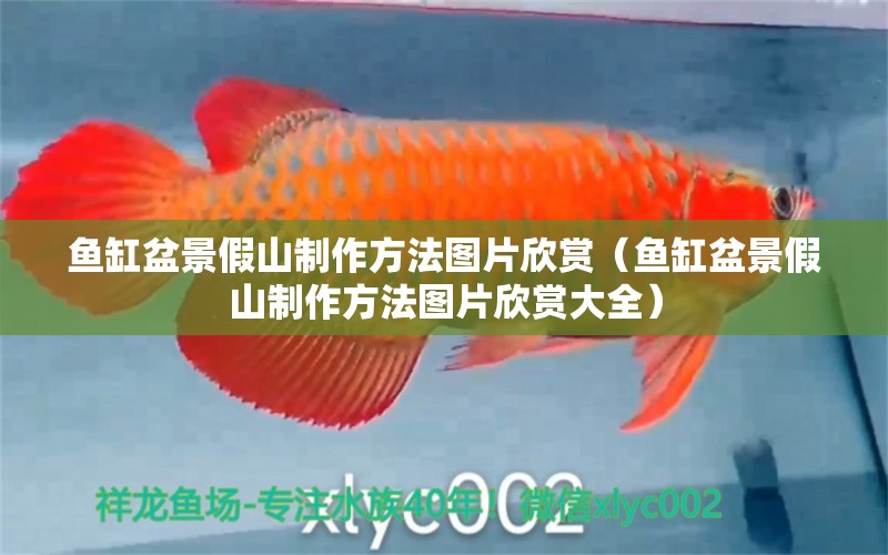 魚缸盆景假山制作方法圖片欣賞（魚缸盆景假山制作方法圖片欣賞大全）