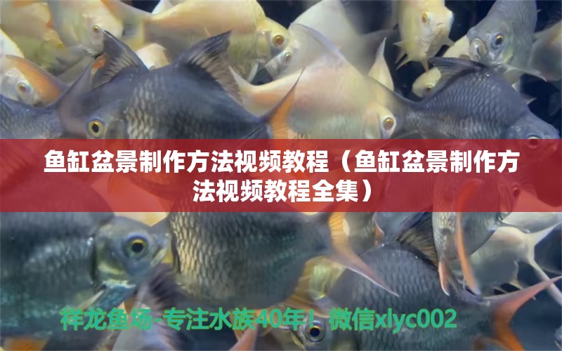 魚缸盆景制作方法視頻教程（魚缸盆景制作方法視頻教程全集）