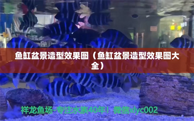 魚缸盆景造型效果圖（魚缸盆景造型效果圖大全）