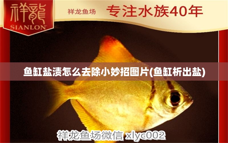 魚缸鹽漬怎么去除小妙招圖片(魚缸析出鹽)