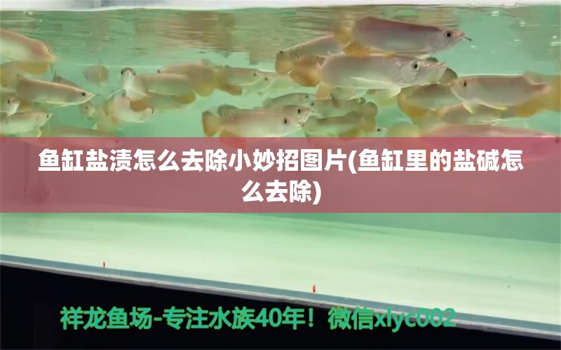 魚缸鹽漬怎么去除小妙招圖片(魚缸里的鹽堿怎么去除)