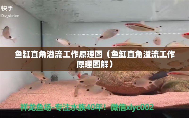 魚缸直角溢流工作原理圖（魚缸直角溢流工作原理圖解）