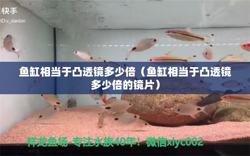 魚缸相當(dāng)于凸透鏡多少倍（魚缸相當(dāng)于凸透鏡多少倍的鏡片）