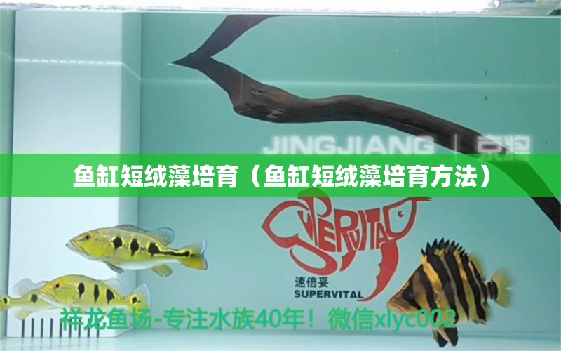 魚(yú)缸短絨藻培育（魚(yú)缸短絨藻培育方法） 2024第28屆中國(guó)國(guó)際寵物水族展覽會(huì)CIPS（長(zhǎng)城寵物展2024 CIPS）