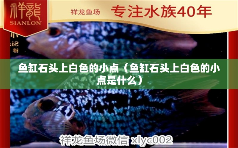 魚缸石頭上白色的小點（魚缸石頭上白色的小點是什么）