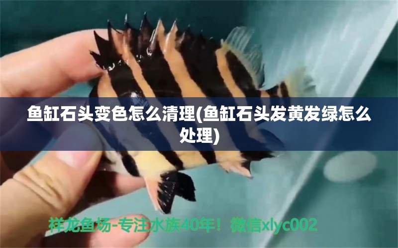 魚缸石頭變色怎么清理(魚缸石頭發(fā)黃發(fā)綠怎么處理) 稀有金龍魚 第1張