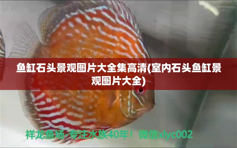 魚缸石頭景觀圖片大全集高清(室內(nèi)石頭魚缸景觀圖片大全)