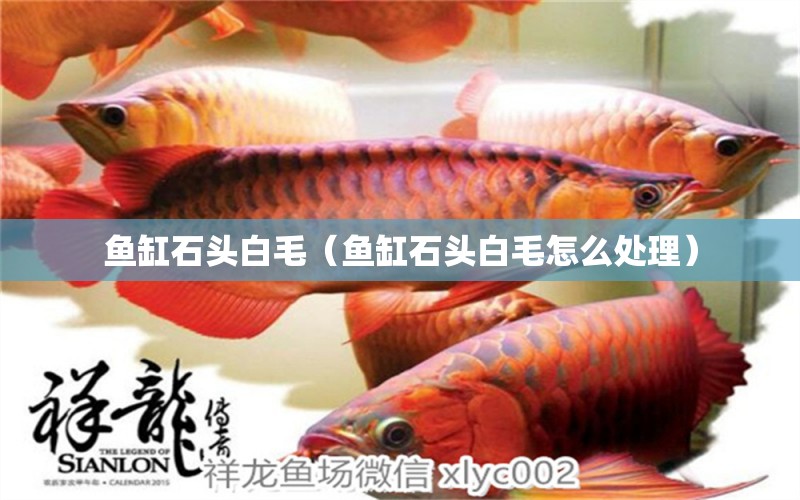 魚缸石頭白毛（魚缸石頭白毛怎么處理） 觀賞魚市場（混養(yǎng)魚）