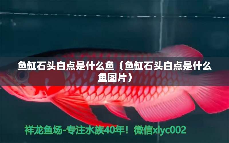 魚缸石頭白點是什么魚（魚缸石頭白點是什么魚圖片） 豬鼻龜